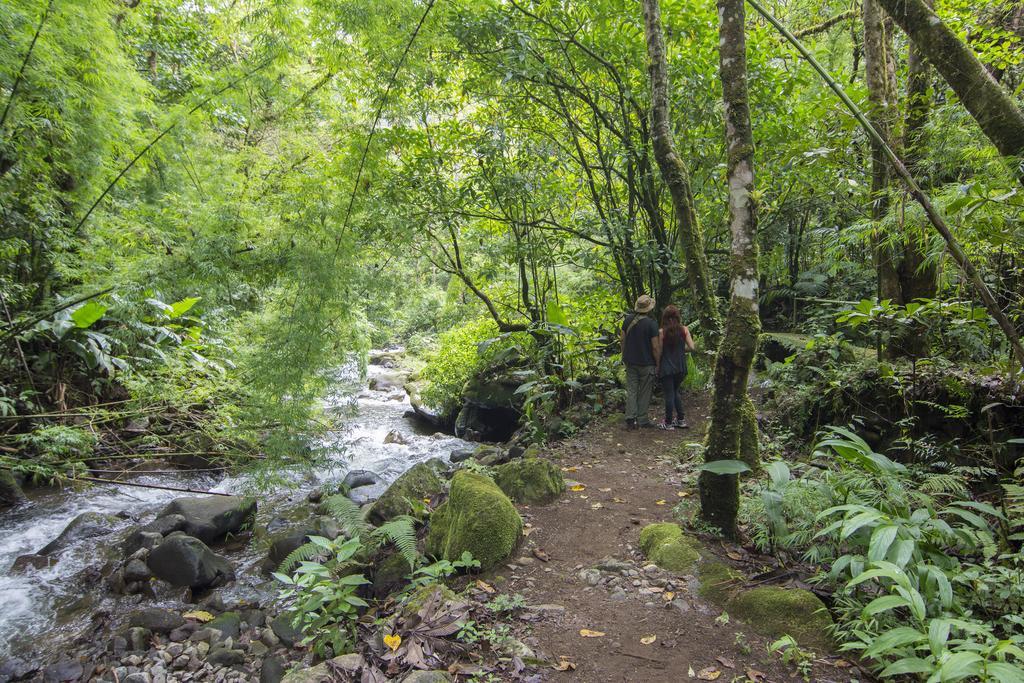 Bosque de Paz Reserva Biologica Toro Amarillo Extérieur photo