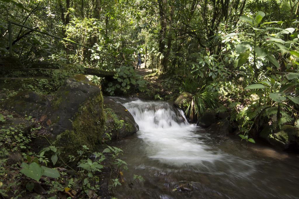 Bosque de Paz Reserva Biologica Toro Amarillo Extérieur photo