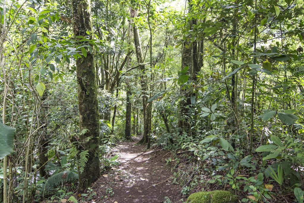 Bosque de Paz Reserva Biologica Toro Amarillo Extérieur photo