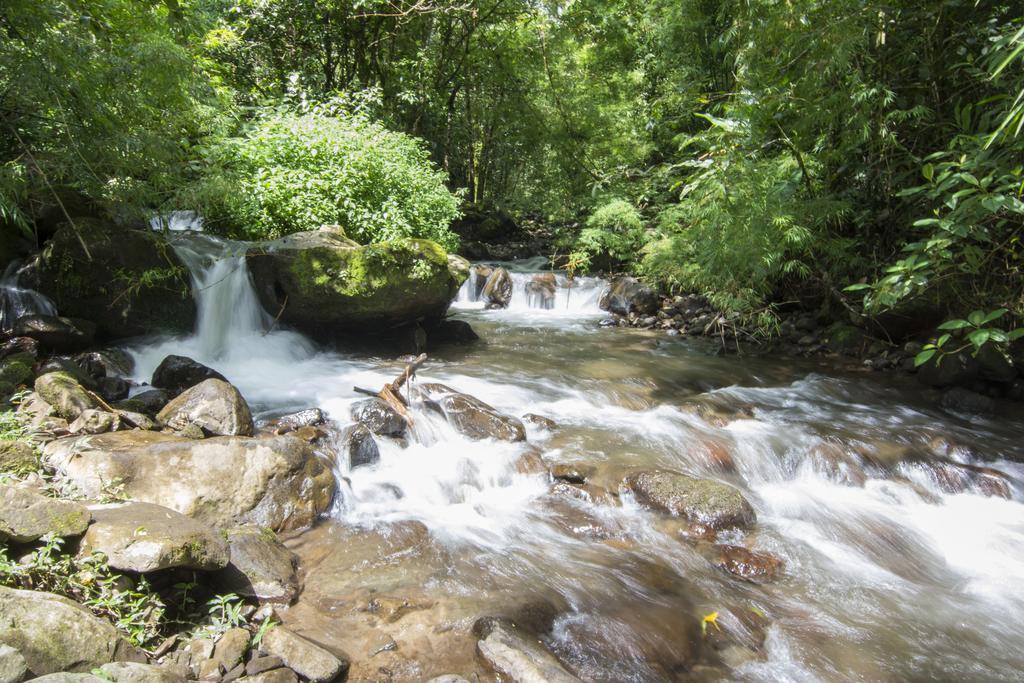 Bosque de Paz Reserva Biologica Toro Amarillo Extérieur photo