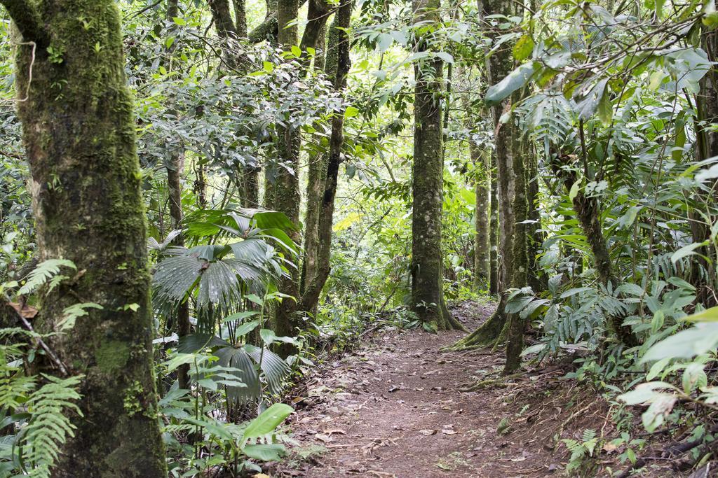 Bosque de Paz Reserva Biologica Toro Amarillo Extérieur photo