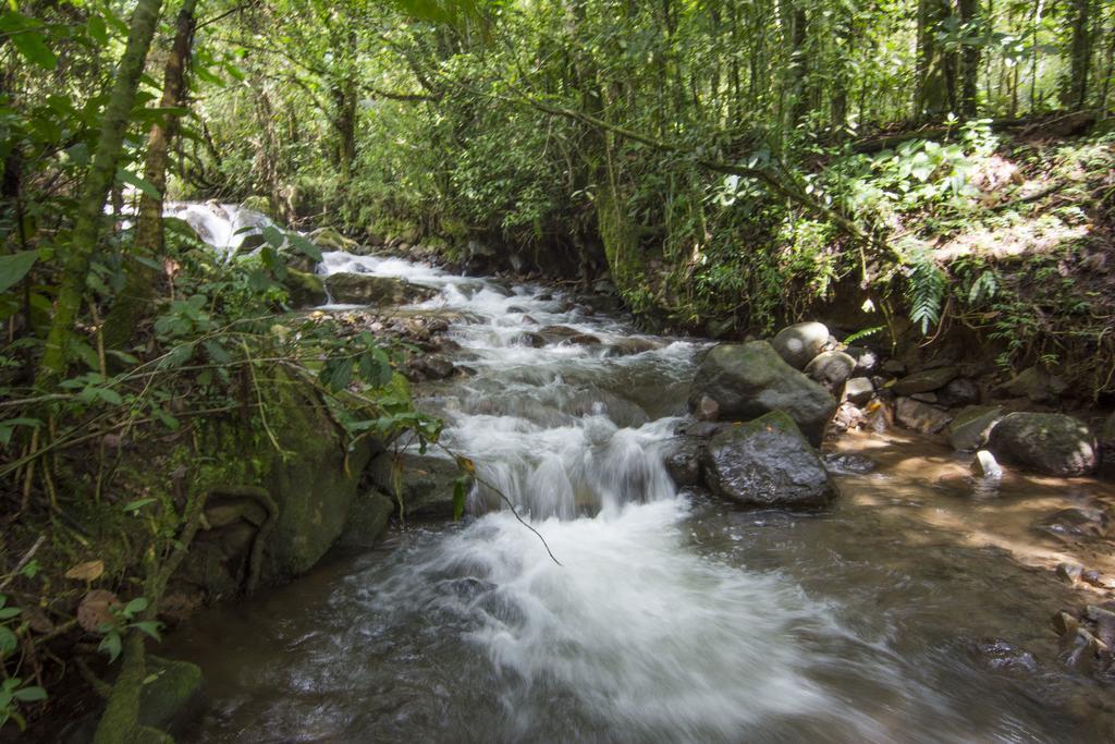 Bosque de Paz Reserva Biologica Toro Amarillo Extérieur photo