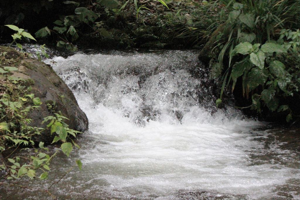 Bosque de Paz Reserva Biologica Toro Amarillo Extérieur photo